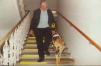 Bild: Blindenf&uuml;hrhund Cini f&uuml;hrt ihr Herrchen die Treppe hinunter