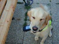 Bild: Dux mit Handy im Maul